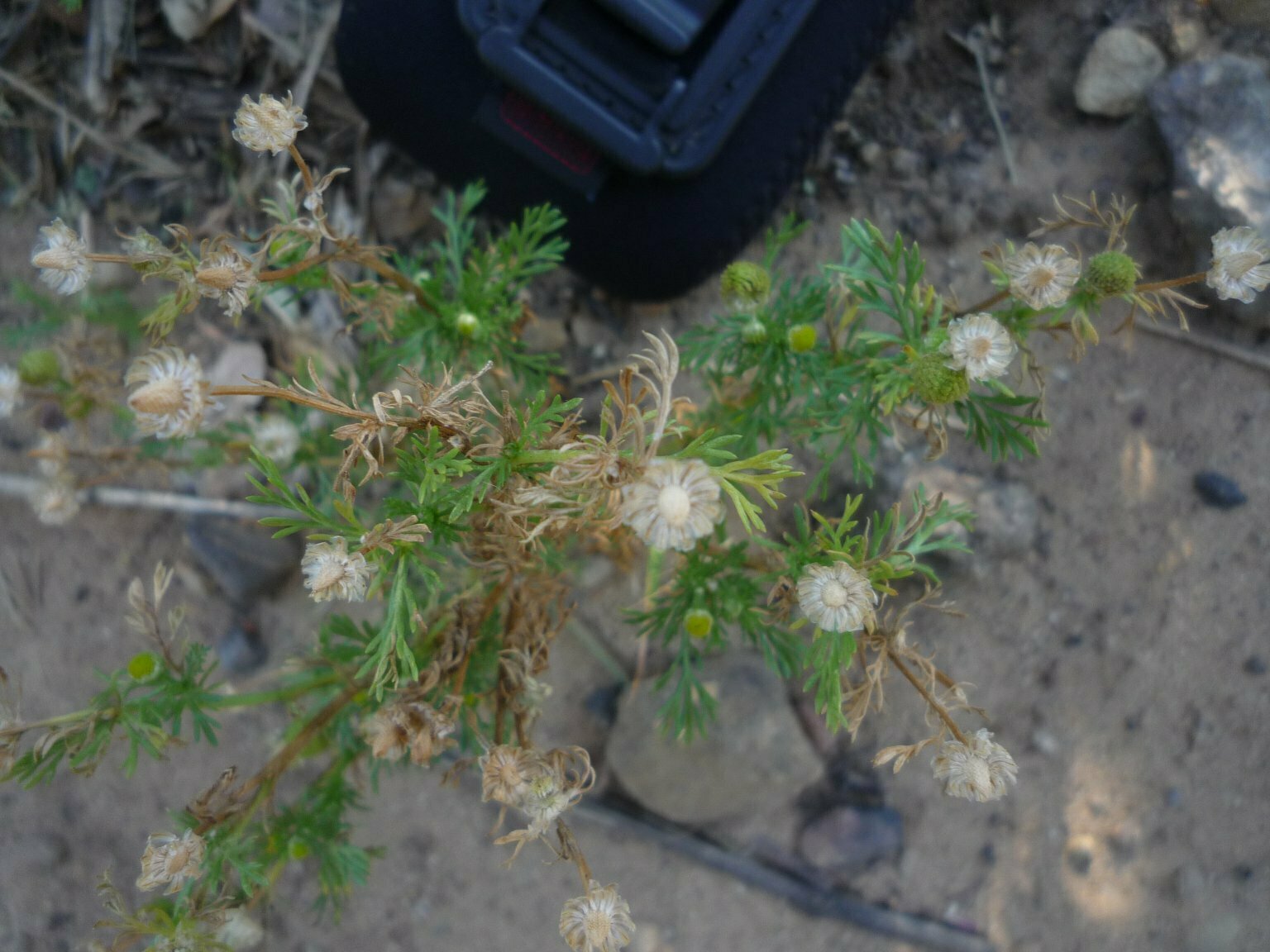 High Resolution Matricaria discoidea Plant